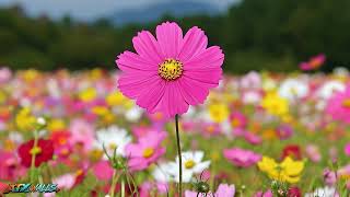 Pink Cosmos Flower | 4K Ultra HD Animated Live Wallpaper screenshot 5