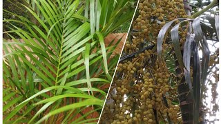 How to grow Areca Pam  plant from seeds........