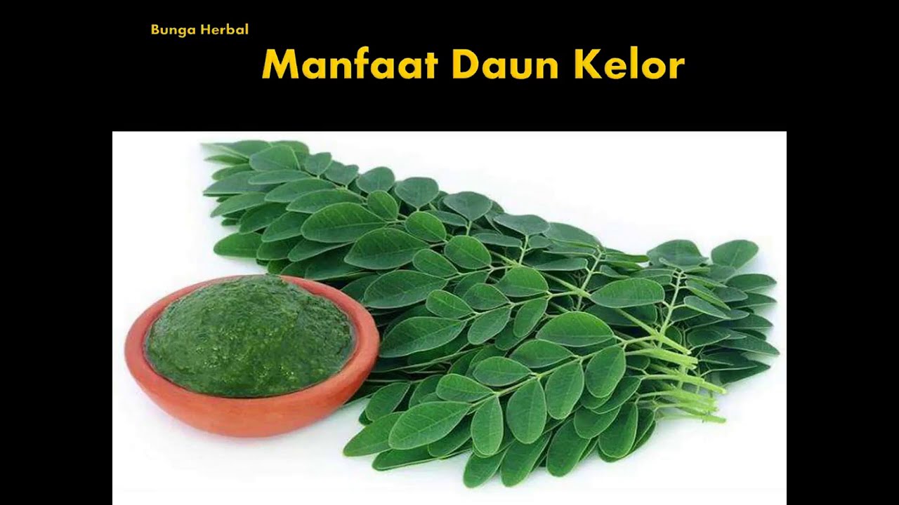 #Daun Kelor#Menghilangkan Jerawat *Manfaat Daun Kelor* 