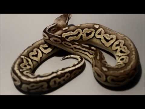 FO Reptiles: Ball Pythons (Python Regius)