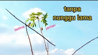 sangat mudah sekali!!!mikat ciblek sawah disini CUMA 1 MENIT sudah kena👍