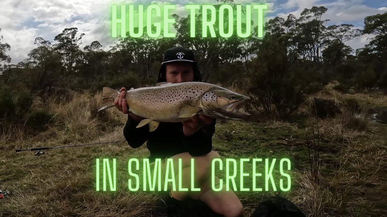 HUGE TROUT IN SMALL CREEK Trout Fishing Tasmania Mindovermetal English