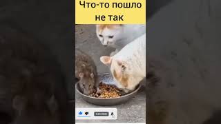 Наши Милые Котики И Кошечки, Прикольная Подборка