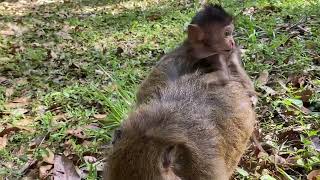 Queen Daisy Discipline little Monkey Dante