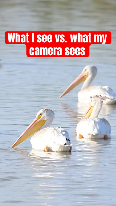 These birds are so big they look like small aircraft 👀 ✈️