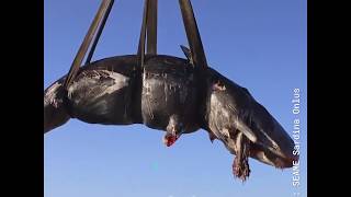 Download Lagu Pregnant Whale Found Dead with 50lbs of Plastic in Stomach MP3 Download Lagu Pregnant Whale Found Dead with 50lbs of Plastic in Stomach MP3