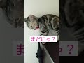 玄関でパパの帰りを待つララ #アメショのララ #猫 #アメリカンショートヘアー