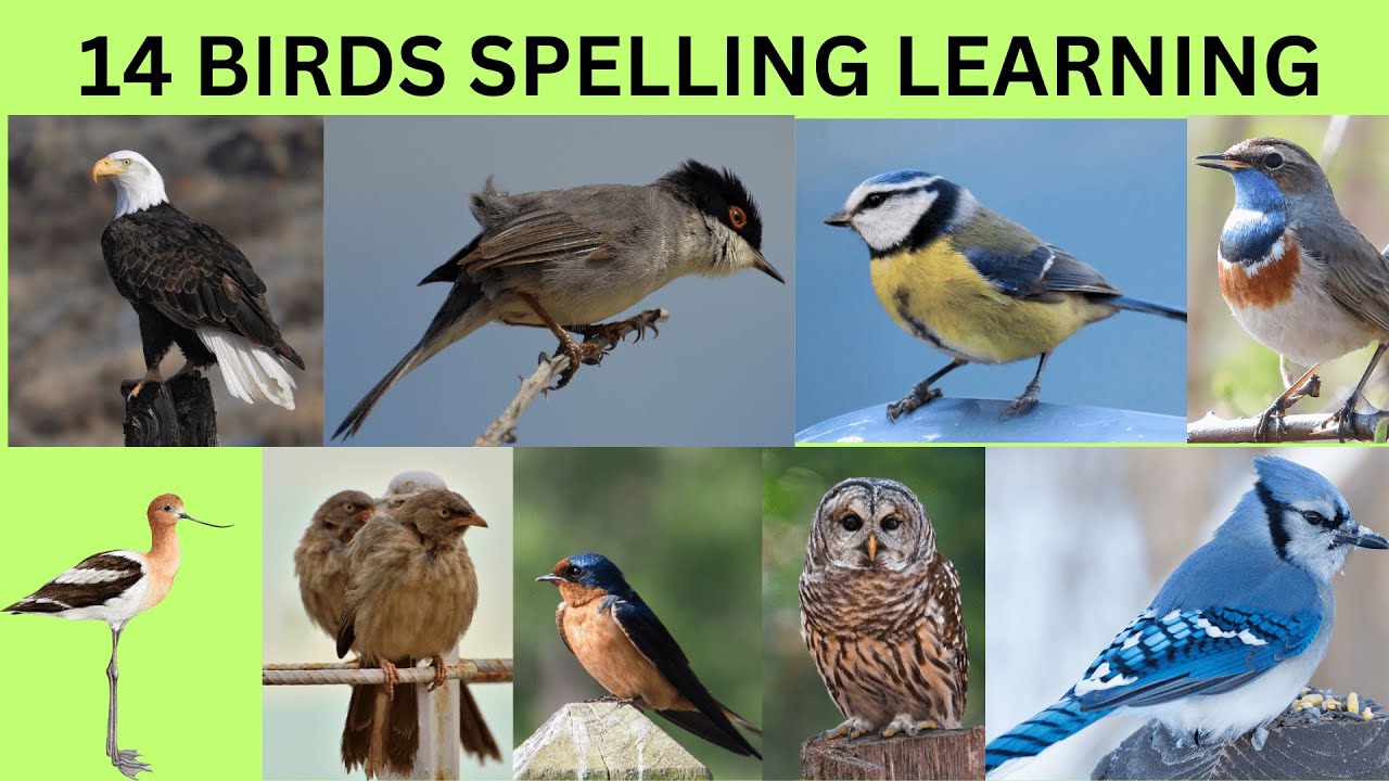09 BIRDS  SPELLING LEARNING  Fun and Educational Kids Bird Spelling Game. BRITISH ENGLISH.