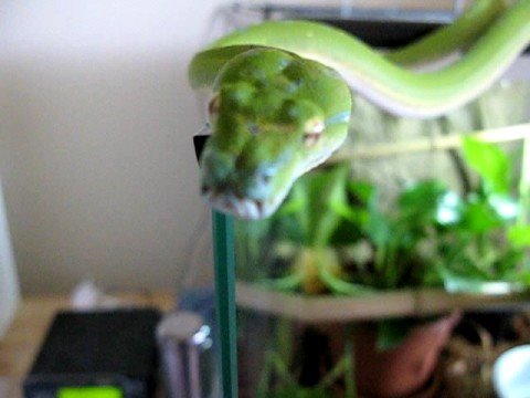 Green Tree Python