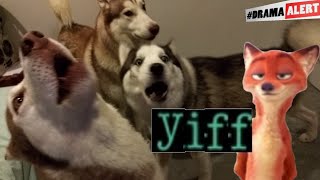 Huskies React To Zootopia Drama Furry Yiff Is Bad?