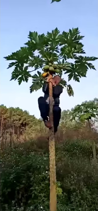 Viralll orang jatuh dari pohon pepaya