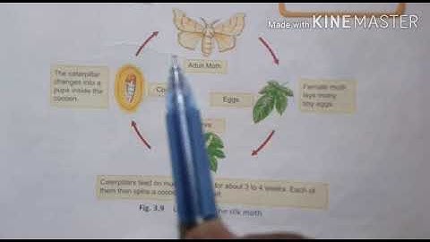 MLZS JHANSI CLASS 7 Science Chapter 3 Fiber to Fabric Lecture 3