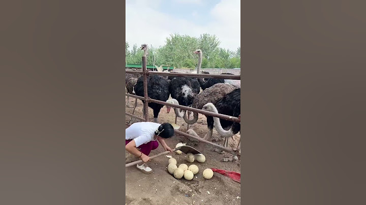 She stoles ostrich eggs😲