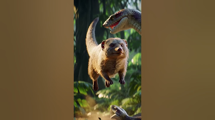 saanp banaam nevala – jangal kee sabase puraanee dushmanee! #shorts #SnakeVsMongoose #JungleRevenge