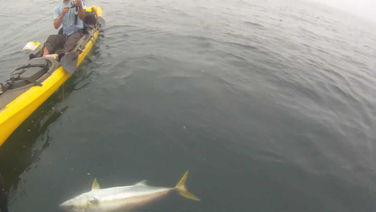 Fishing Diaries 11 (La Jolla Kayak Fishing for Yellowtail) YouTube