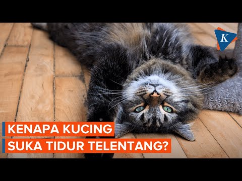 Video: 4 Tabi Tidur Tidur Kucing Dijelaskan