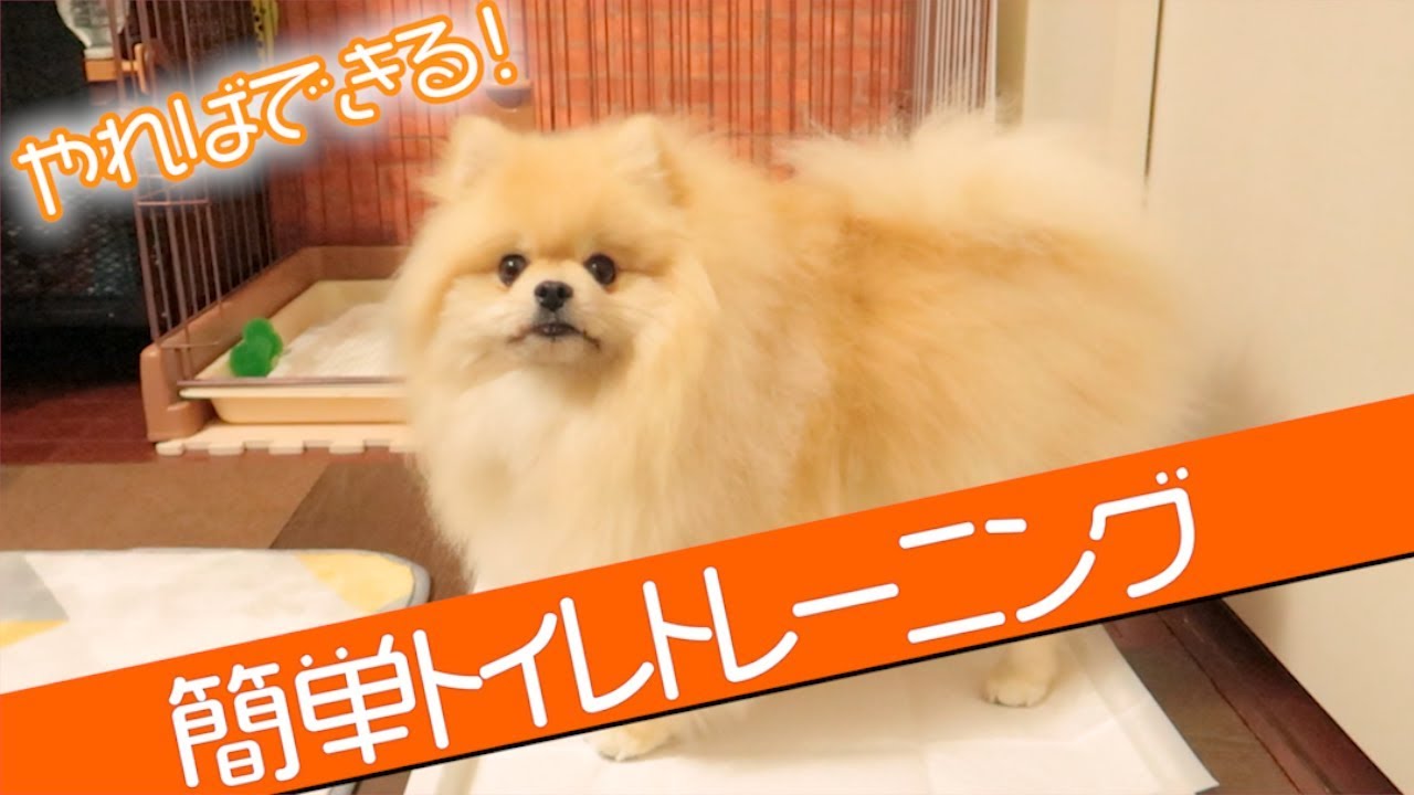 やればできる！簡単トイレトレーニング【ポメラニアン犬モチ】 YouTube