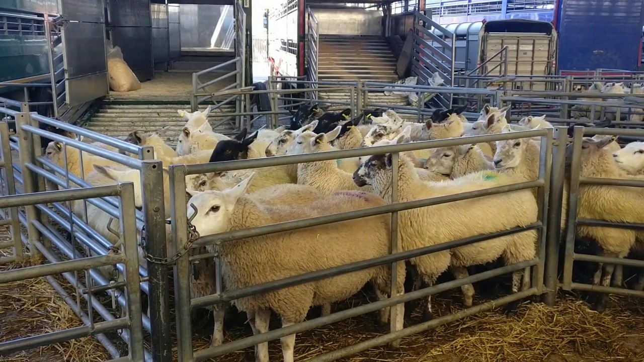 Melton Mowbray livestock sale YouTube Melton Mowbray livestock sale YouTube