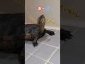 もったいないオバケ👻🐢#short#亀#ウンキュウ#かめ#動物#動画#流行る#バズる#ウケる#面白い#爆笑#人気#大人気#turtle #爬虫類#楽しい#オバケ#もったいない #笑える#怖い#パパ