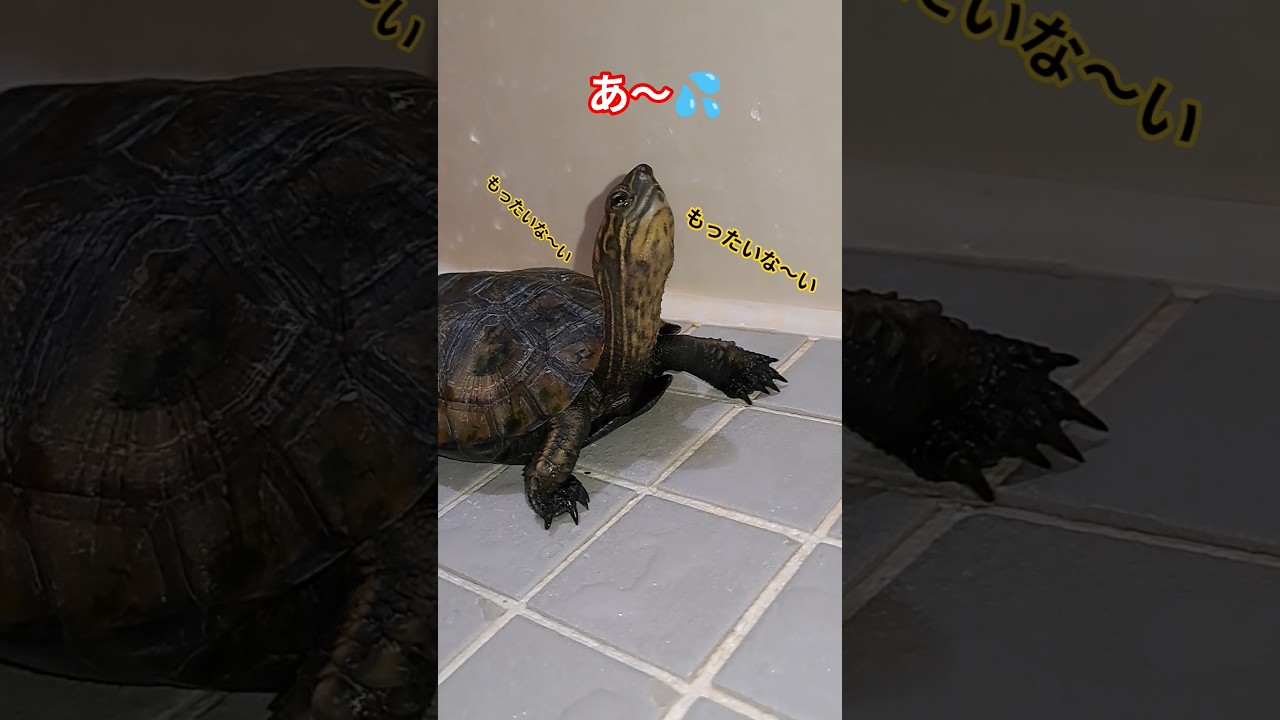 もったいないオバケ👻🐢#short#亀#ウンキュウ#かめ#動物#動画#流行る#バズる#ウケる#面白い#爆笑#人気#大人気#turtle #爬虫類#楽しい#オバケ#もったいない #笑える#怖い#パパ