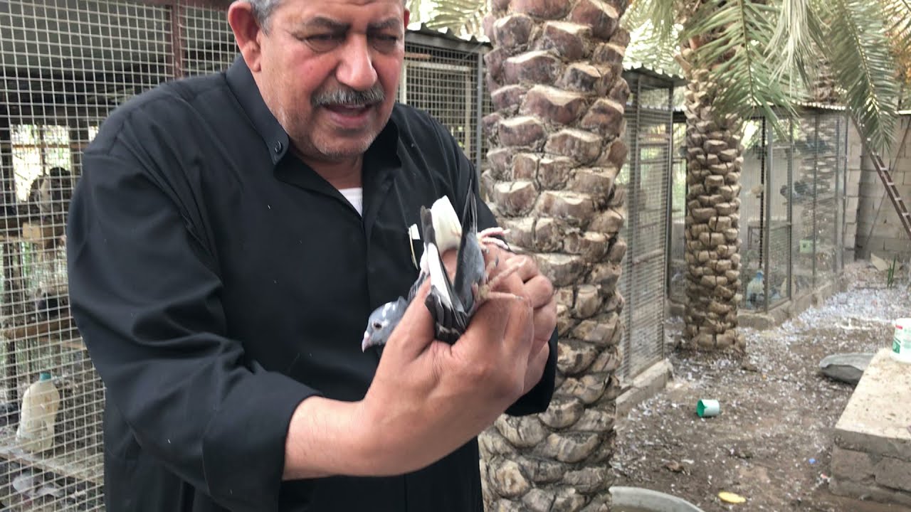 سهيل المبارك وابو حيدر وابو علي تكلم عن  موصفات الحمام واشتراك النقاط المشتركه