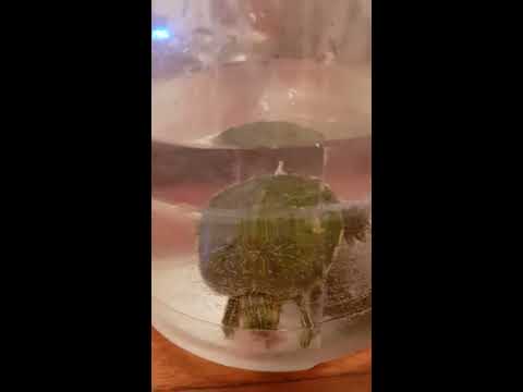 წყლის კუ/Wylis KU/Water Turtles