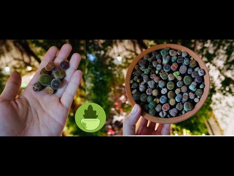 Video: Lithops: Giữ ở Nhà, Các Sắc Thái Của Việc Chăm Sóc Và Sinh Sản Thích Hợp + ảnh Và Video