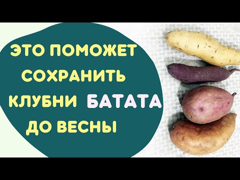 Как хранить батат зимой и сохранить клубни до весны. Батат, выращивание.