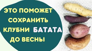 картинка: Как хранить батат зимой и сохранить клубни до весны. Батат, выращивание.