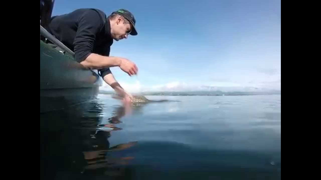 brochet 92cm lac léman YouTube