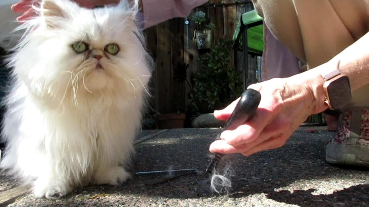 19 09 19 Grooming Persian Kitties in the Sun on the Run YouTube