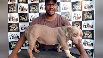 Como medir a cernelha de um American Bully?
