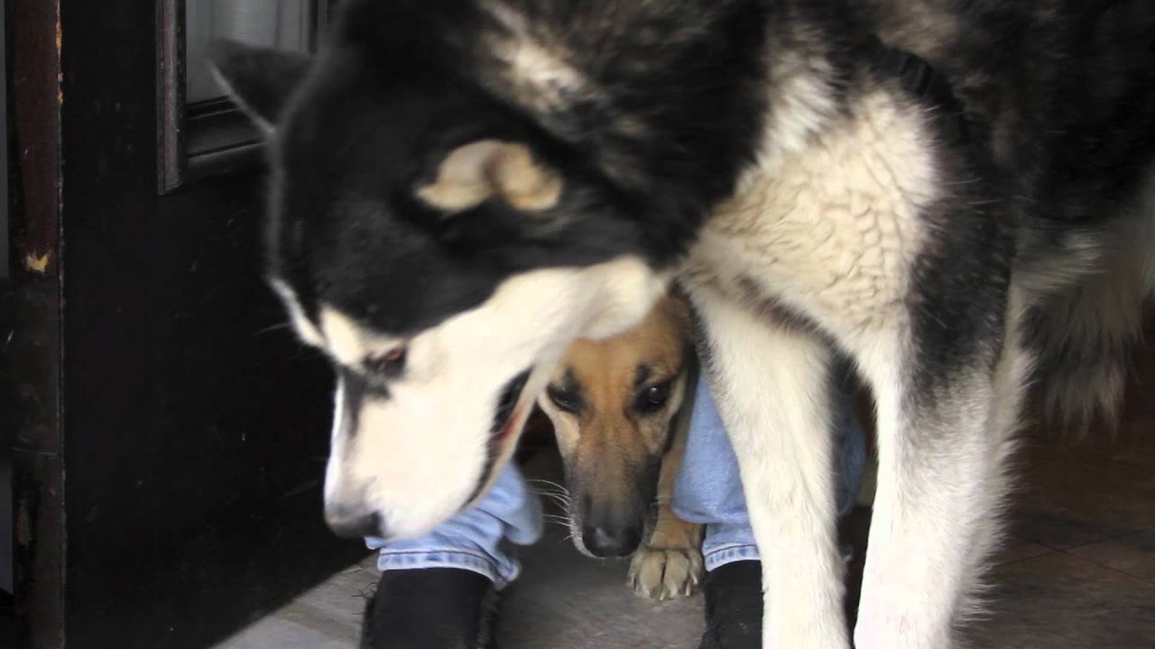 Wow, Big Dog King YouTube