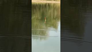 Короп краде вудку #риболовля #дозариболовлі #поплавок #крадіжка