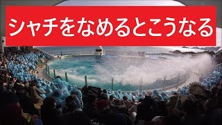 鴨川シーワールド　２０１９　シャチパフォーマンス　３９７　GoProでシャチをナメたからこうなったをセーフティーゾーンから４Ｋで撮ってみた　killer whale show