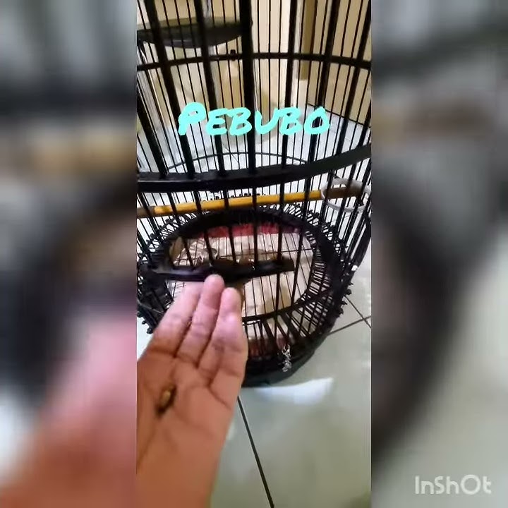 Burung Wambi alias Hwamei Anakan