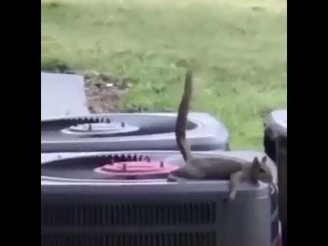Squirrel poop falls on another squirrel