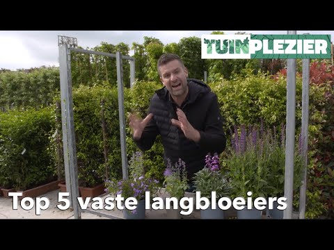 Video: Geurende tuinbloemen: planten kiezen die lekker ruiken