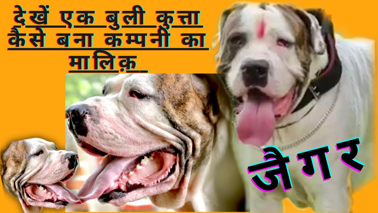देखें एक बुली कुत्ता कैसे बना कम्पनी का मालिक़॥Bully Kutta Import Export