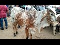 FEIRA DE GADO DE REPOSIÇÃO EM CAPOEIRAS PE DIA 04 02 2022