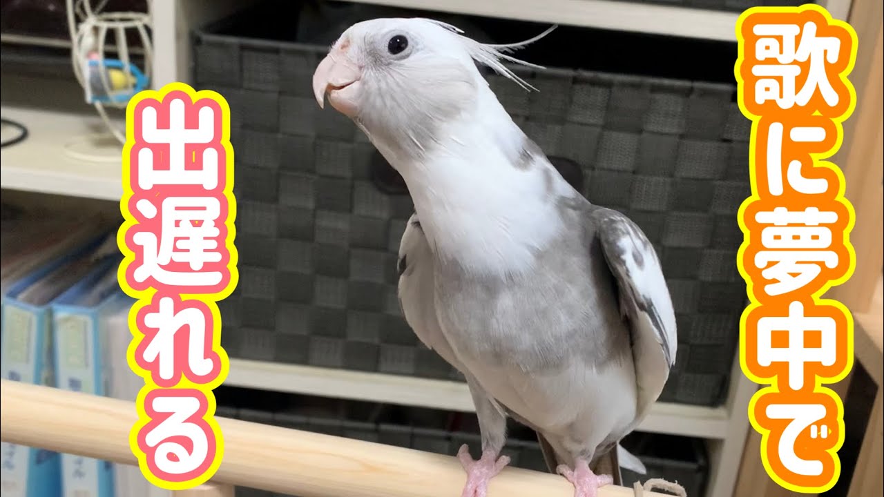 歌に夢中でオカメ行進にうっかり出遅れるゆっきーvol.443#cockatiel