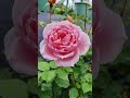 Princess Hitomi Rose - Timeless Elegance for Your Garden