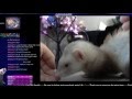Ferrets on Stream 25 Jun 16