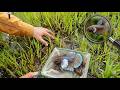 Unbelievable! You Won’t Believe This Wild Dumbo Betta Hidden in Grass