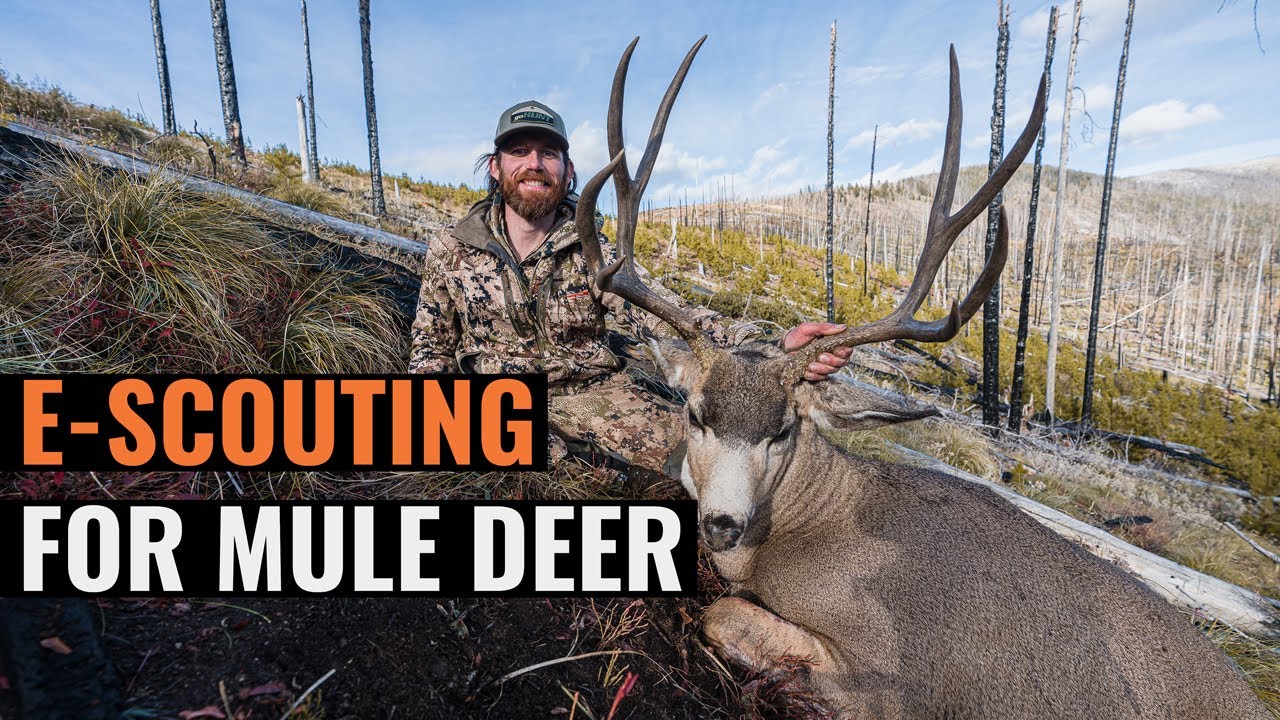 When Should I Start Scouting For Mule Deer 