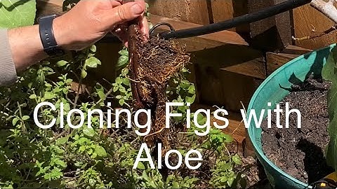Propagating Fig tree with Aloe Vera and Cola bottle.