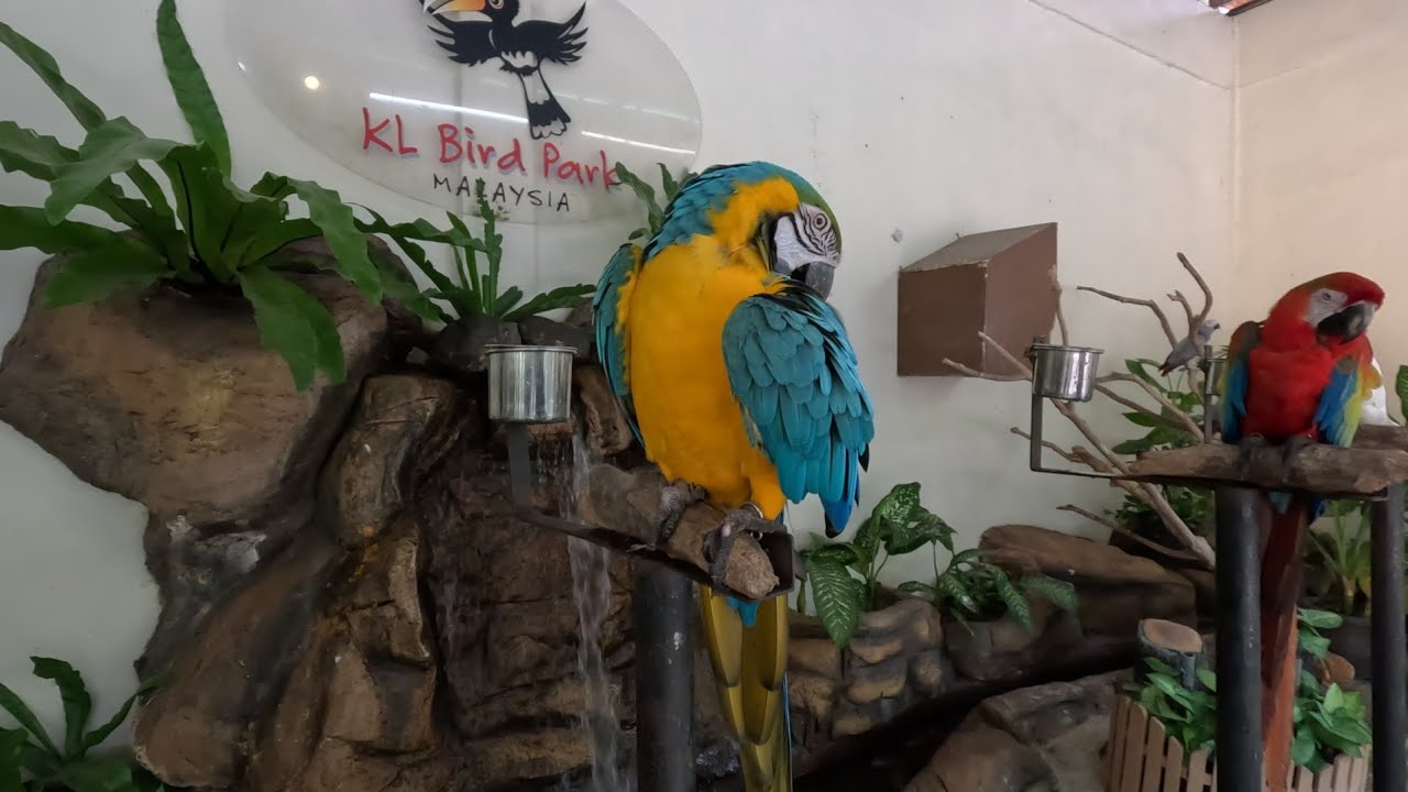 KL Bird Park 2023 - Walking Tour