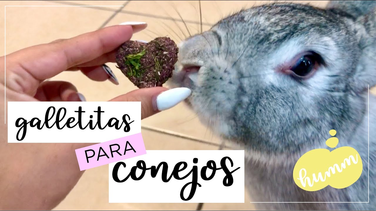 Hornea GALLETAS para tu CONEJO 🐰 | DIY
