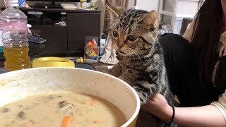 妹の手作りシチューが待ちきれずいたずらしに来てしまった猫ｗ