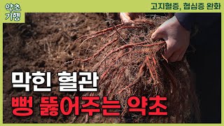 혈관이 막혔을 때 사용하는 최고의 약초는 이것입니다. 동맥경화와 심장병, 뇌경색을 치료하는 효능이 있습니다[약초방송]